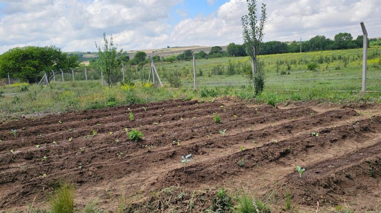 Avanza la creación de huertas en instituciones sanitarias de la provincia