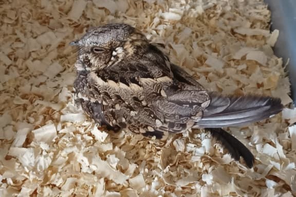 Más ejemplares nativos se recuperan en el Centro de Conservación de Vida Silvestre