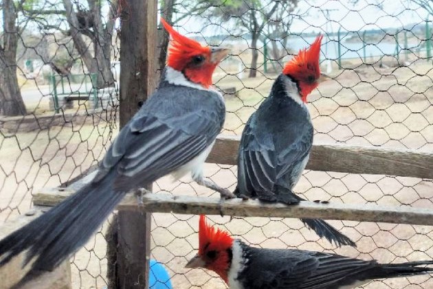 Nueve cardenales copete rojo arribaron al Centro de Conservación