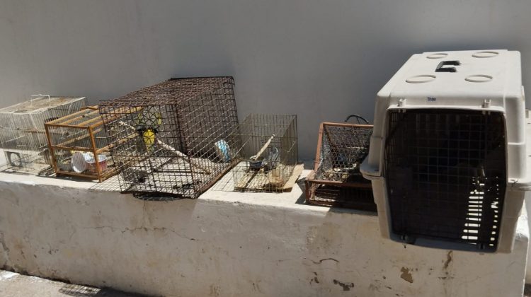 Fauna nativa se recupera en el Centro de Conservación de Vida Silvestre