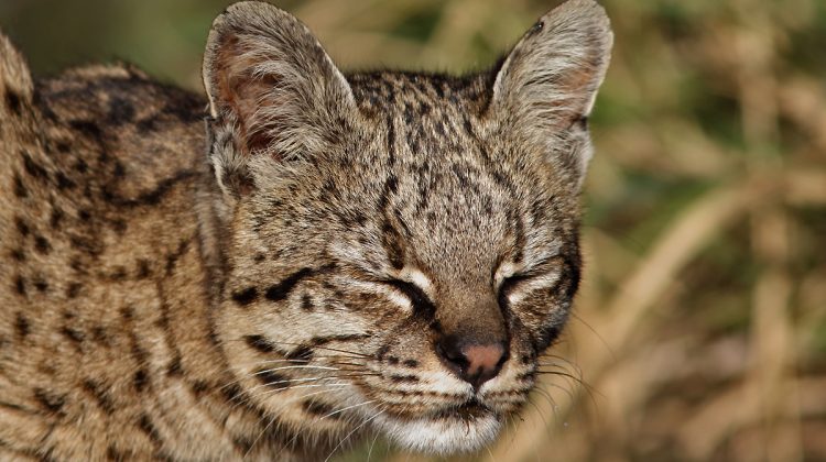 Increíble registro de un gato montés en la localidad de Luján