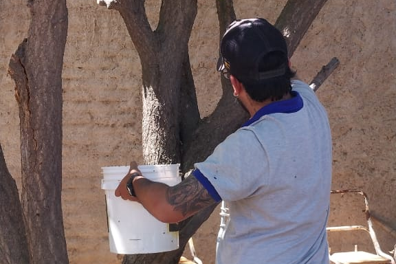 Avanza el programa para erradicar la mosca de los frutos en la capital sanluiseña