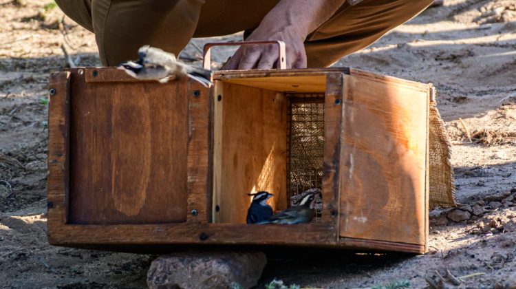 Aves y mamíferos regresaron a su hogar silvestre en ‘La Siempre Viva’