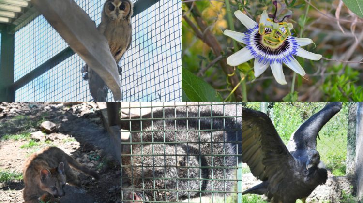 Relevaron el patrimonio cultural y natural en la Reserva Florofaunística de La Florida