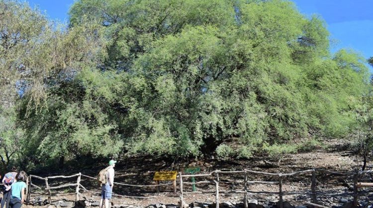 El guayacán, un tesoro natural y cultural protegido en Bajo de Véliz