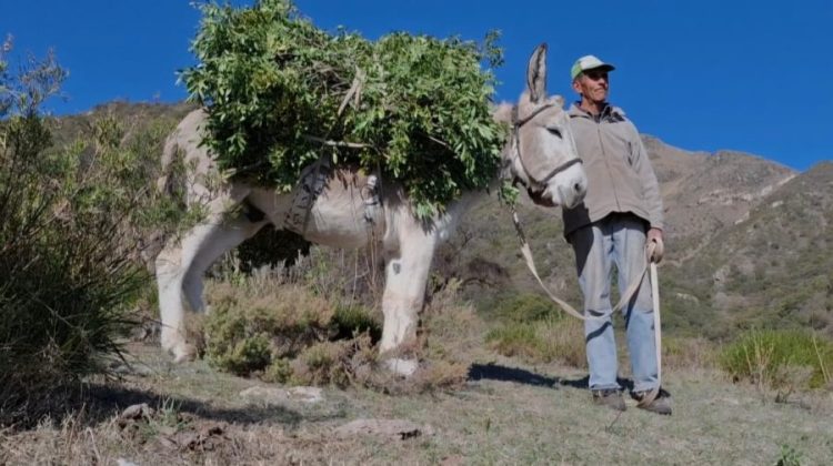 Presentan el cortometraje ‘Hidalgo, rastreador de yuyos, pastor de lejanías’