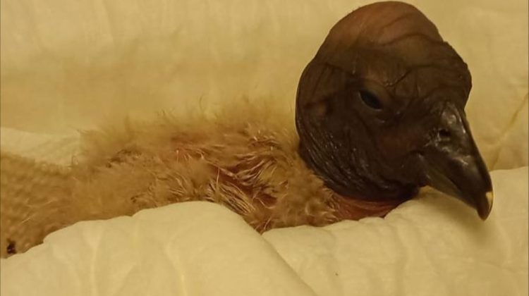 ‘Eluney’ y ‘Samay’: una historia de cóndores andinos que tiene su inicio en San Luis