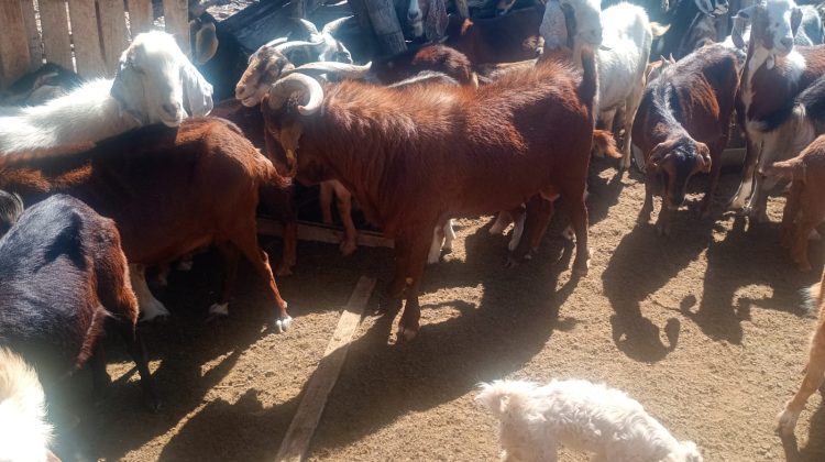 Refuerzan acciones sanitarias en zonas rurales de la provincia