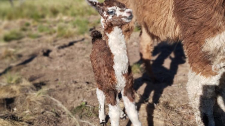 Nació una teke en la Reserva Florofaunística de La Florida