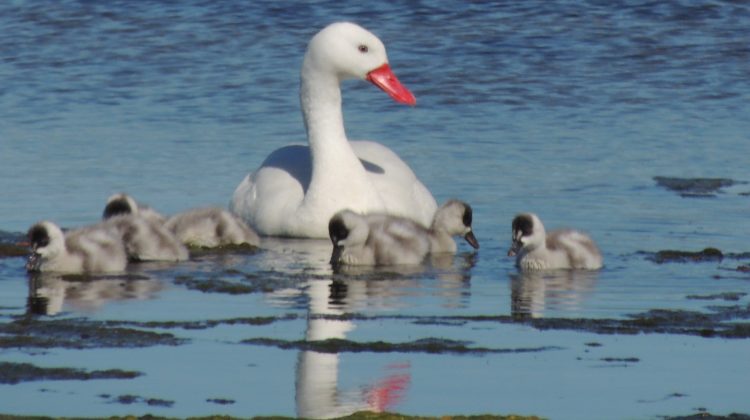 Una foto de cisnes coscoroba anidando en los Espejos de Agua fue reconocida a nivel federal