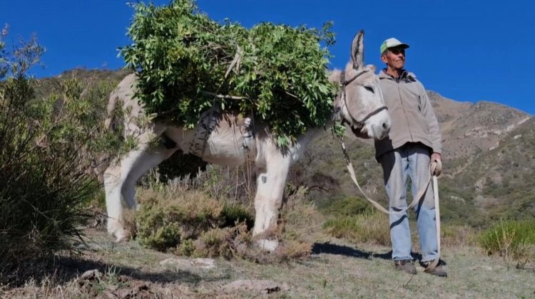 Por primera vez, ‘Hidalgo, rastreador de yuyos, pastor de lejanías’ se presenta en San Luis