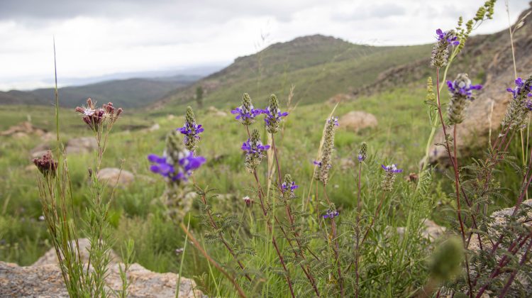 Anticipan un martes nuboso pero con poca probabilidad de lluvias