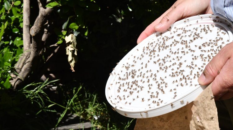Continúan las acciones para erradicar la mosca de los frutos en San Luis
