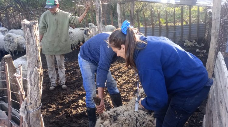 Continúan las intervenciones sanitarias y capacitaciones para pequeños y medianos productores