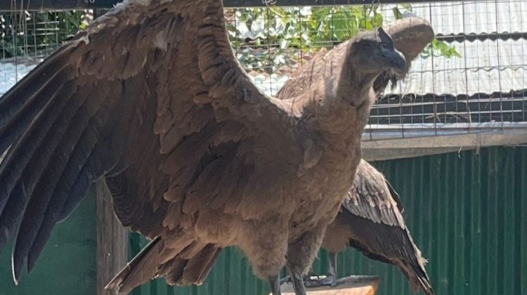 Un cóndor andino encontrado en Villa de Praga se recupera en el Ecoparque de Buenos Aires