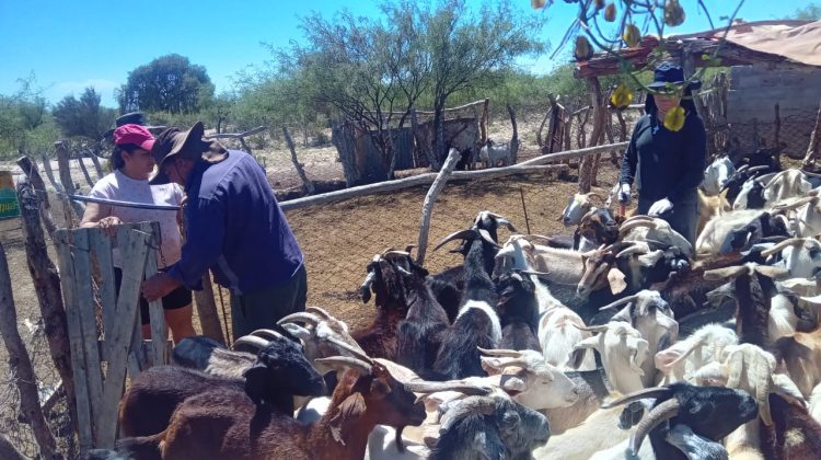 Acompañamiento sanitario a productores rurales de la región Centro
