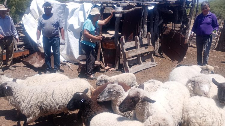 El Gobierno provincial refuerza la sanidad animal en establecimientos rurales