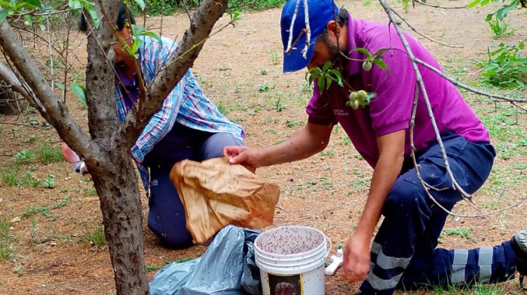 Continúa el plan de erradicación de la mosca de los frutos en la provincia