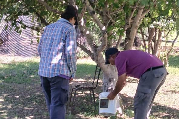 Continúa el plan de erradicación de la mosca de los frutos en el norte provincial