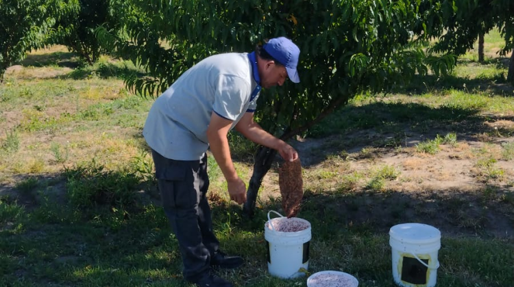 Brindarán una nueva capacitación abierta sobre prevención y control de la mosca de los frutos