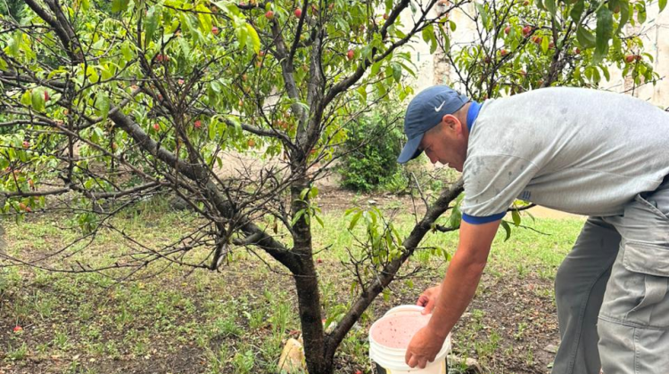 Nuevas intervenciones semanales para combatir la mosca de los frutos