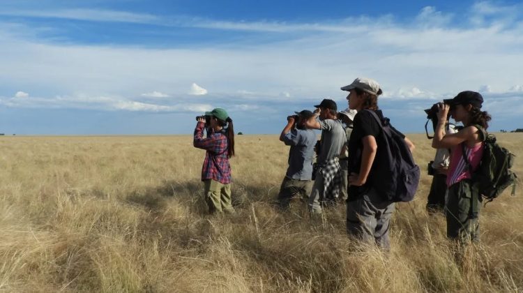 ‘Aves Argentinas’ realizará este sábado un relevamiento de loica serrana en San Luis