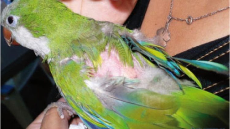 Psitacosis: Salud informó que no hay casos positivos pero mantiene la vigilancia activa