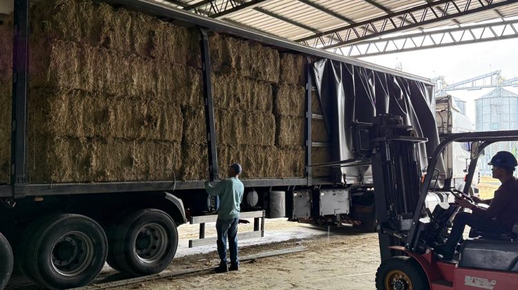 AgroZAL colaboró en una nueva exportación de alfalfa a Brasil y Aruba