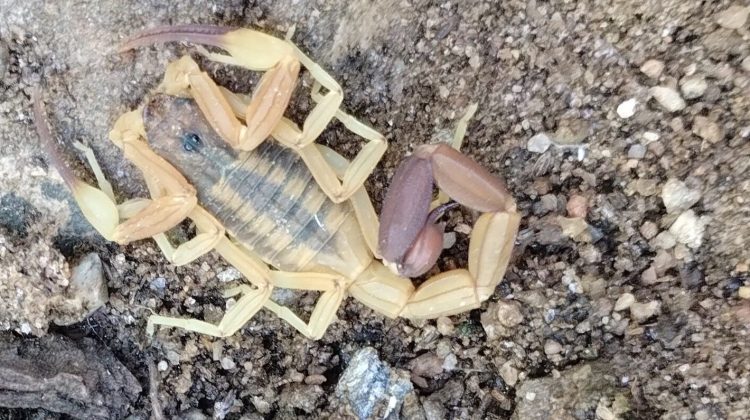 Presentaron los resultados de una investigación con relevancia medico-sanitaria sobre escorpiones