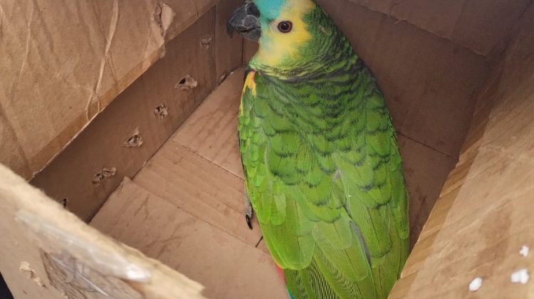 Animales silvestres rescatados se recuperan en La Florida