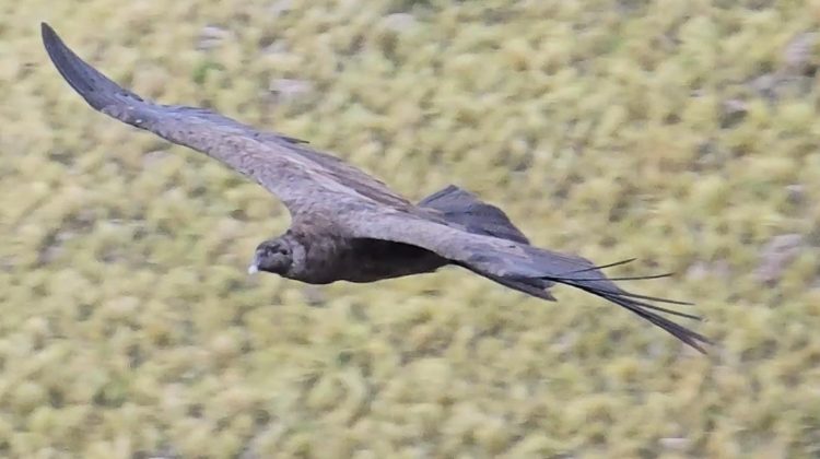 Finalizó con éxito el III Censo Simultáneo de Cóndor Andino en San Luis 