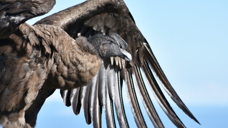 El sábado 24 realizarán el III Censo Simultáneo de Cóndor Andino