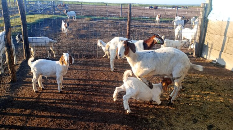 En verano, sigue el acompañamiento sanitario a productores caprinos de La Punilla