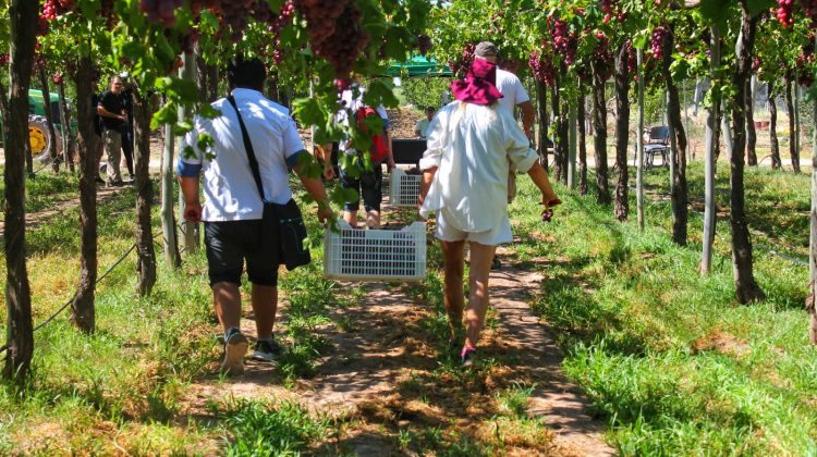 Invitan a un recorrido guiado por el predio de Sol Puntano: habrá venta de frutas y verduras