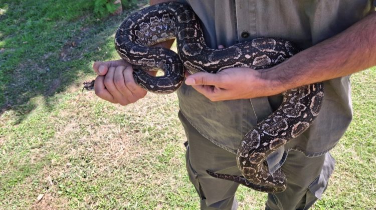 Dos reptiles regresaron a la silvestría gracias a la colaboración ciudadana