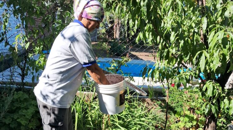Continúa el plan de erradicación de la mosca de los frutos con liberación de machos estériles