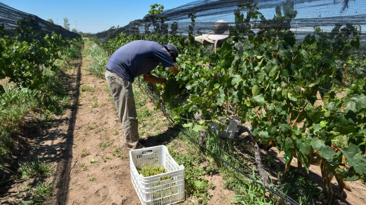 Avanza la cosecha de uva para vinificación y consumo familiar