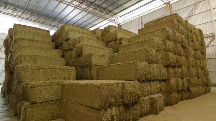 AgroZAL consolidó 725 toneladas de alfalfa con destino a los Emiratos Árabes