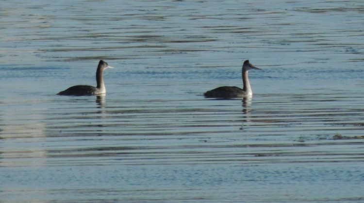 El COA Ñandú difunde nuevas fotografías de biodiversidad en los Espejos de Agua