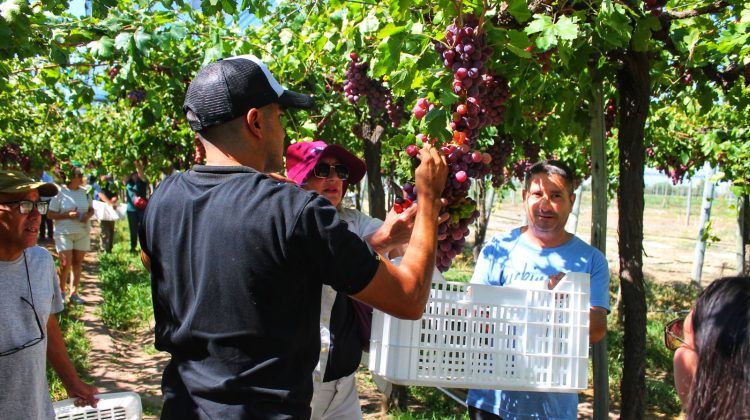 Sol Puntano invita a vivir una vendimia sanluiseña con cosecha y molienda en bodega