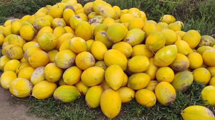 Productores de Candelaria se suman a la Expo Emprendedores con su cosecha frutihortícola