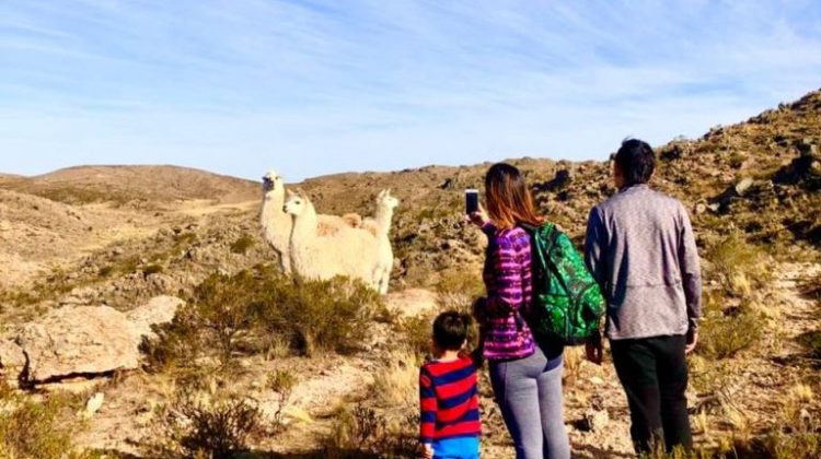 Antu Ruca: una experiencia única entre llamas, cultura y naturaleza