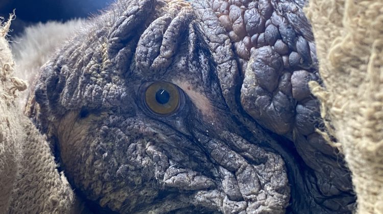 Un cóndor andino fue rescatado en Nogolí por el equipo de Fauna