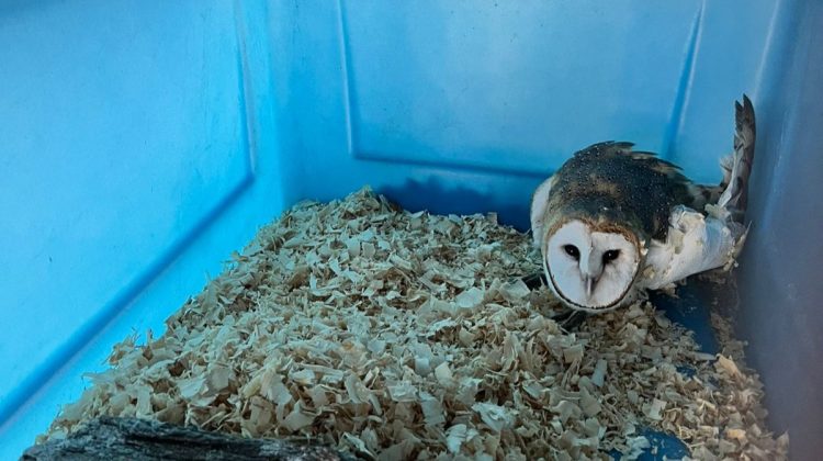 Varios animales ingresaron a la Reserva Florofaunística de La Florida