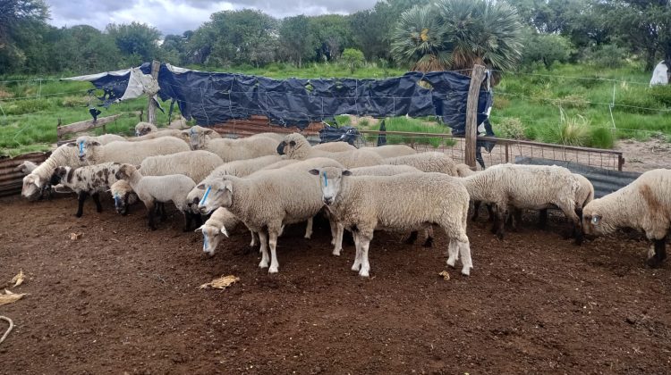 Continúa la asistencia a productores rurales en Villa del Carmen