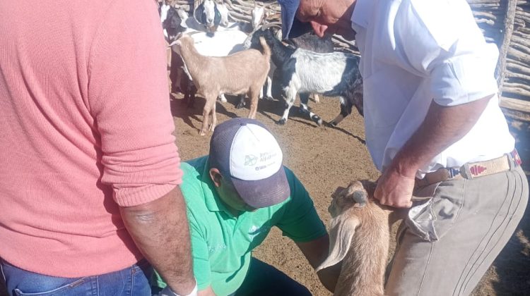 Fortalecen la sanidad animal en Nogolí con asesoramiento técnico a productores