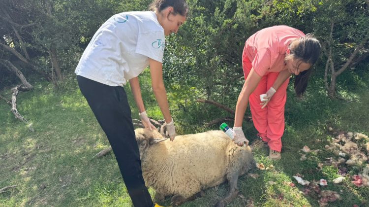 Continúa la asistencia sanitaria a productores en Villa del Carmen
