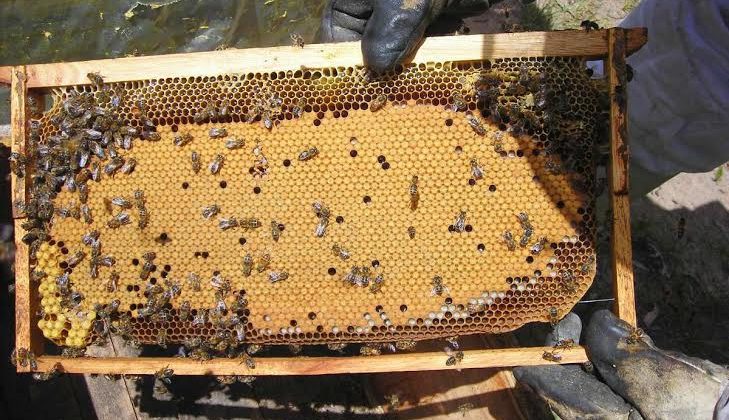 La segunda Mesa Sectorial Apícola vuelve a reunir al sector con acciones concretas