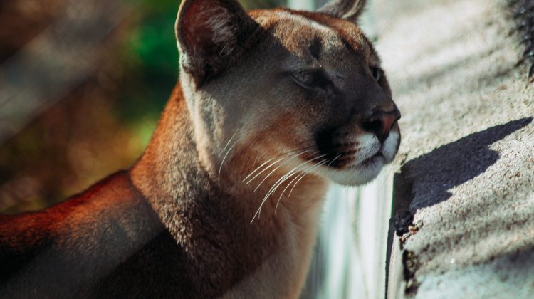 Día Nacional del Animal: educar para respetar todas las formas de vida