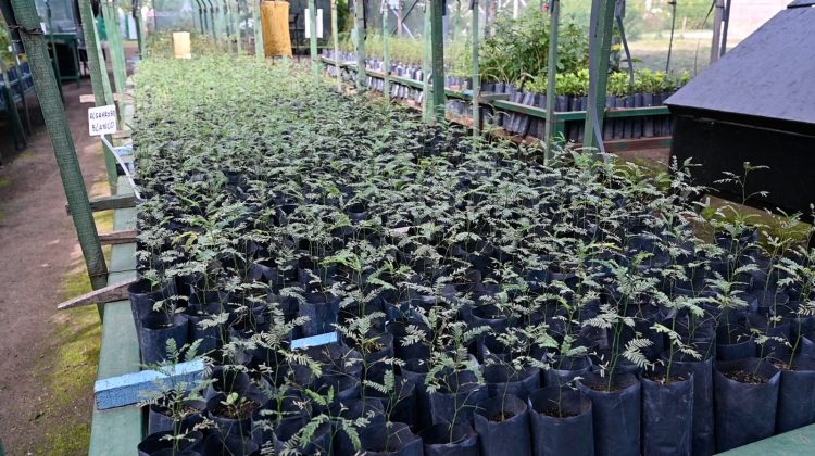 El vivero de Cruz de Piedra consiguió un aval de Senasa